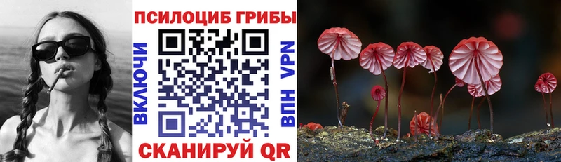 Купить  Бакал  Галлюциногенные грибы мицелий 